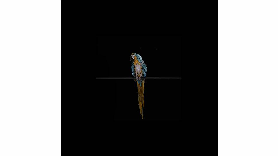 &quot;Черный квадрат XI. Сине-желтый ара Амига, страдающий от выпадения перьев&quot;, 2012 год. Gagosian Gallery 
