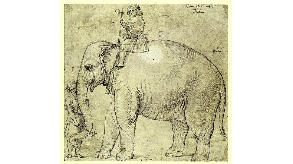 Рафаэль Санти. «Слон Ганнон», около 1514 года