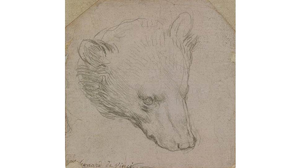 Леонардо да Винчи. «Голова медведя», около 1485