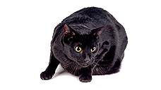 В поисках черной кошки