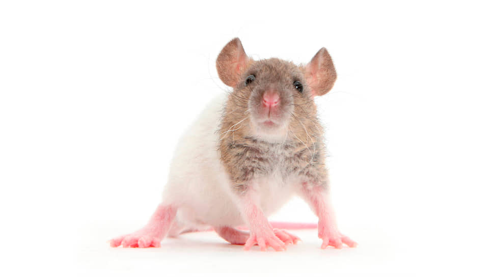 Крысы Дабл Рекс на нашем сайте