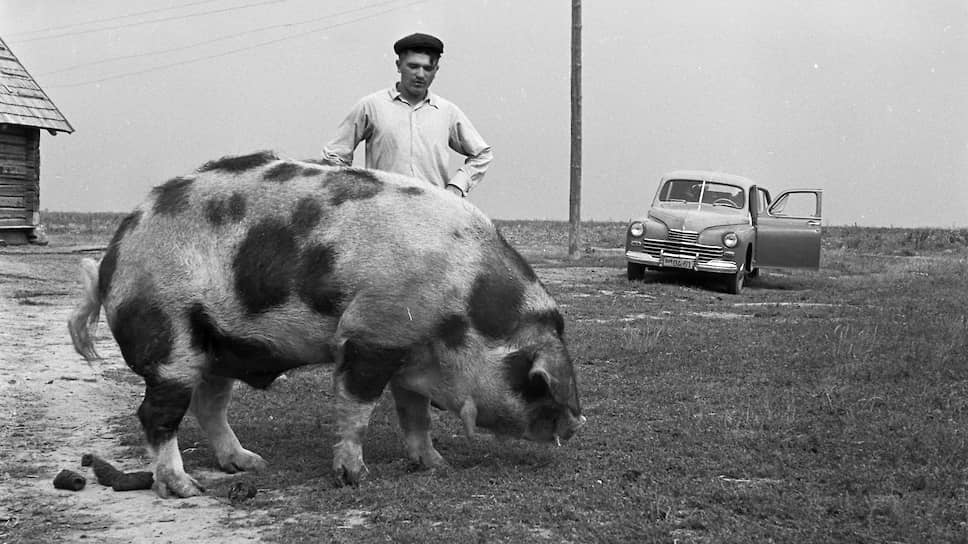 Kolektivní farma "Na památku Iljiče".  Běloruský SSR, 1955