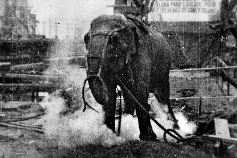 «Убийства слона». Режиссер Эдвин Поттер, 1903