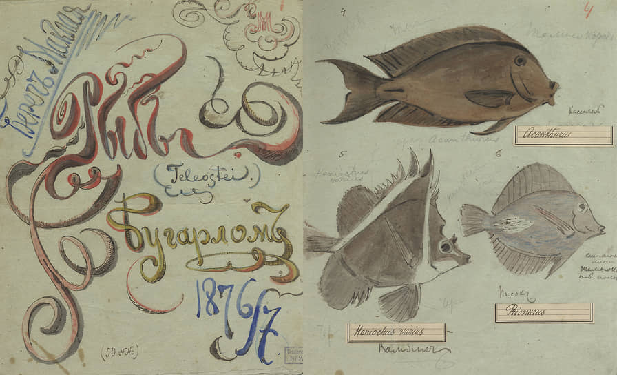 Рыбы мыса Бугарлом. Рисунки Миклухо-Маклая
из экспедиции на Новую Гвинею
