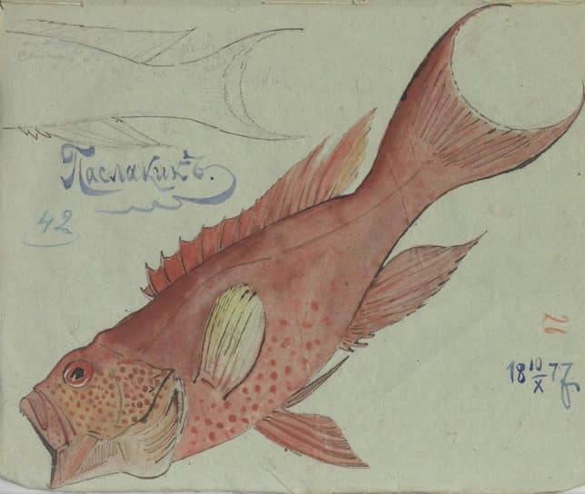 Рыба с туземным названием паслакик. Рисунки Миклухо-Маклая
из экспедиции на Новую Гвинею