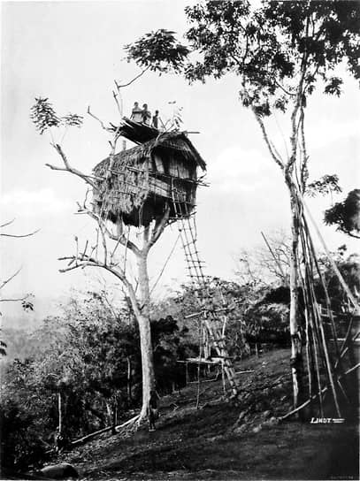 Дом на дереве, деревня Колари, Новая Гвинея. Фотография Джона Уильяма Линдта, 1885