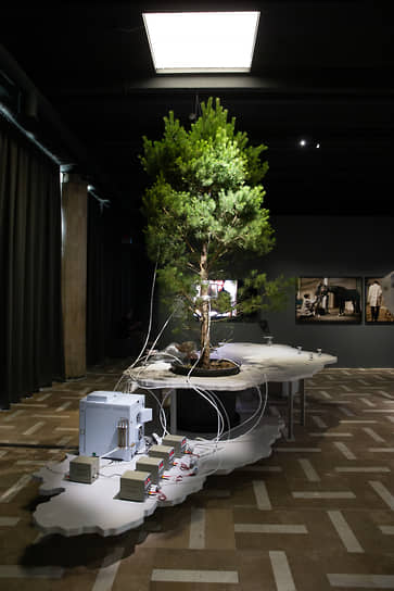 Агнес Майер-Брандис. «One Tree ID». Выставка «Да живет иное во мне», Laboratoria Art &amp; Science, Новая Третьяковка