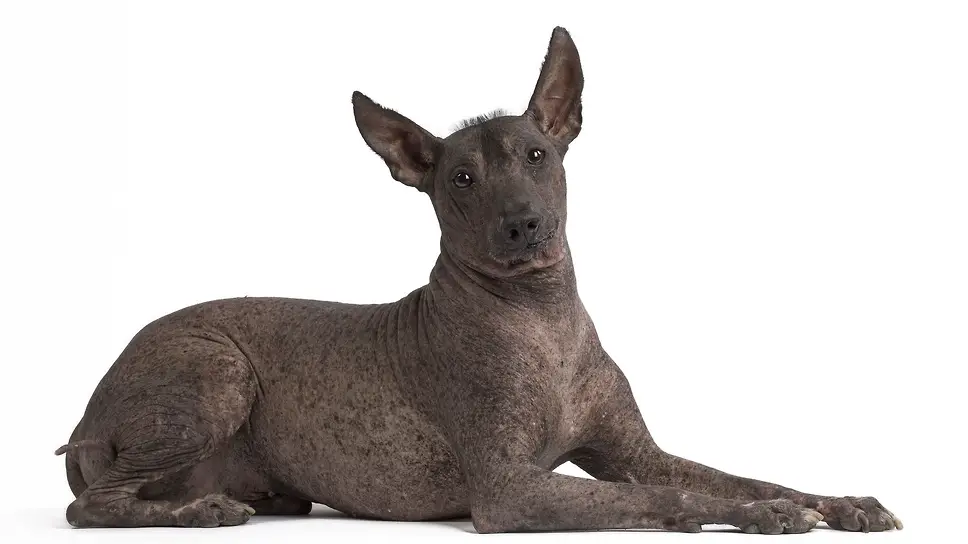 Сравнение пород Китайская хохлатая собака и Перуанская голая собака