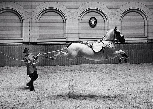 Ханс Хаммаршельд. «Испанская школа верховой езды. Королевские конюшни», 1952