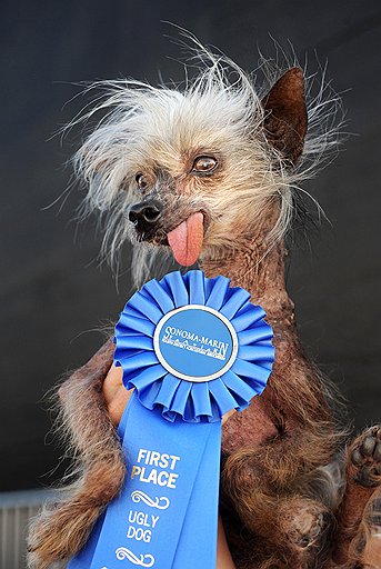 Посмертная слава Мисс Элли, самой уродливой собаки по версии Animal Planet, скорее всего, останется непревзойденной