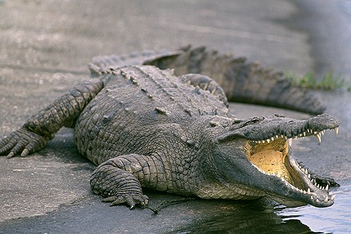 Воображаемый крокодил, вызвавший смятение во французском портовом городе, к всеобщему разочарованию оказался обычным бревном