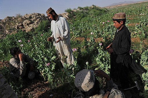 Опиумная война 2010 года в Афганистане прошла безрезультатно: количество плантаций там только возрастает
