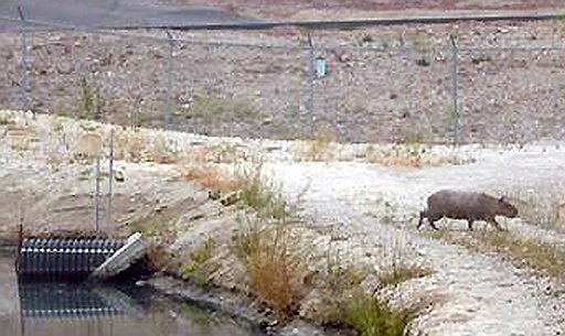 Обнаруженная в Калифорнии капибара вполне могла заменить кому-нибудь из склонных к гигантомании жителей штата обыкновенную морскую свинку 