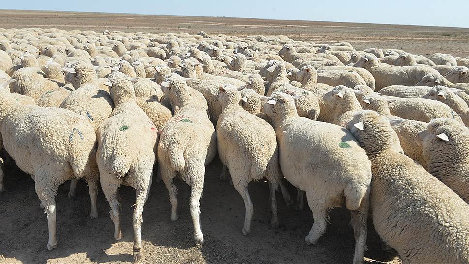 В отличие от овцеводства, считавшегося традиционным видом животноводства калмыков, крупный рогатый скот в республике начали разводить только в советское время 
