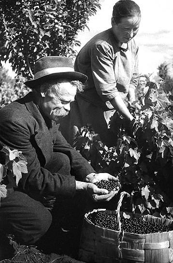 Из-за отсутствия оборотных средств у производителей прибыль от урожая ягод получали оптовики-перекупщики