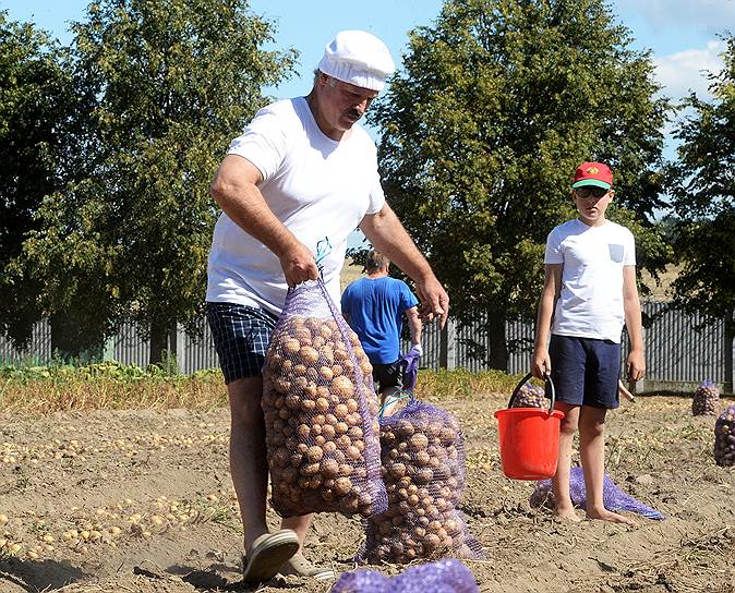 Образцово-показательный сбор урожая картофеля Александром Лукашенко продемонстрировал белорусским избирателям единство президента с народом 

