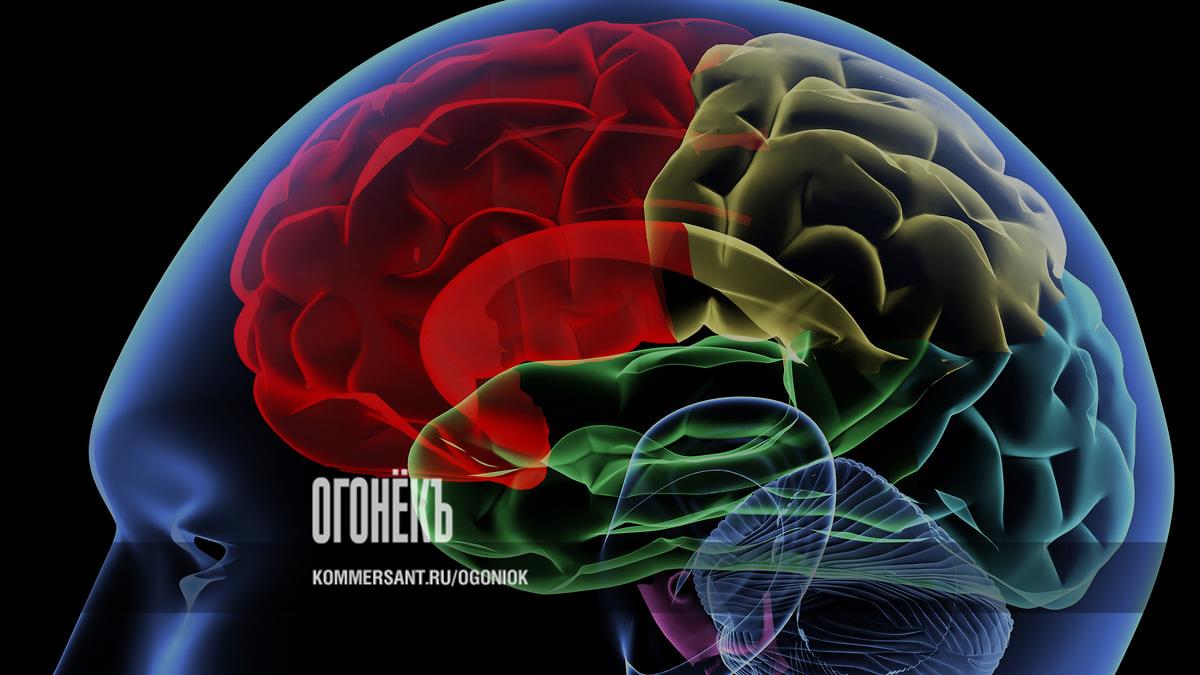 Учёные против мифов: на сколько процентов работает мозг и зависит ли интеллект от числа извилин
