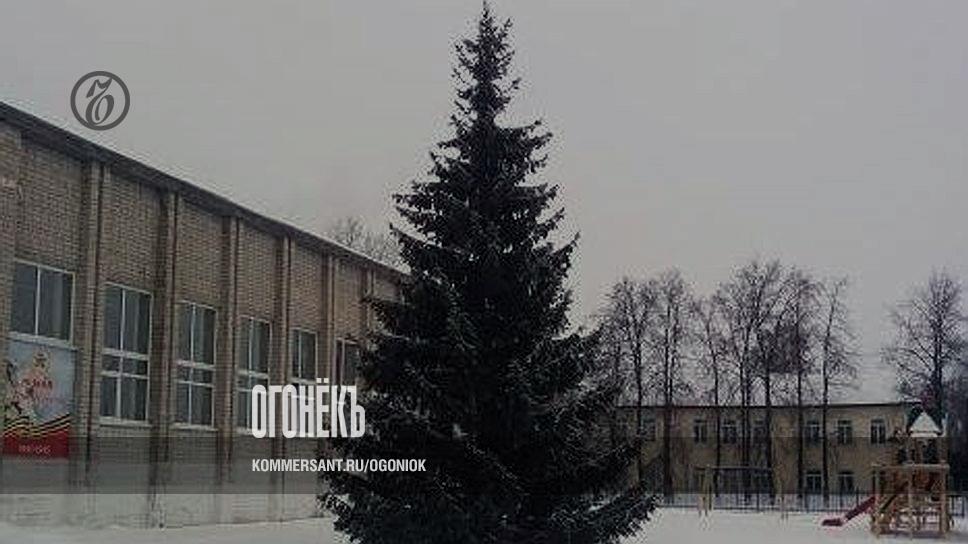 Голосование За Новогоднюю Елку В Спб
