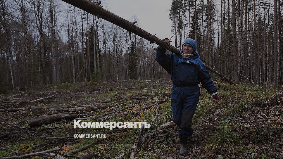 Экспертиза проекта освоения лесов. Освоение лесов. Пионерное освоение лесов. Освоение лесов фото. Проект освоения лесов фото.