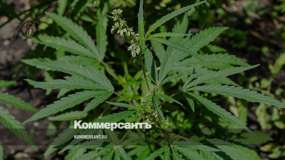 Конопля в ростовской области приговор по хранению марихуаны