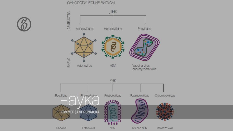 Вирус против рака. Онколитический эффект вируса. Механизмы действия онколитических вирусов. Онколитическая вирусная генная терапия.