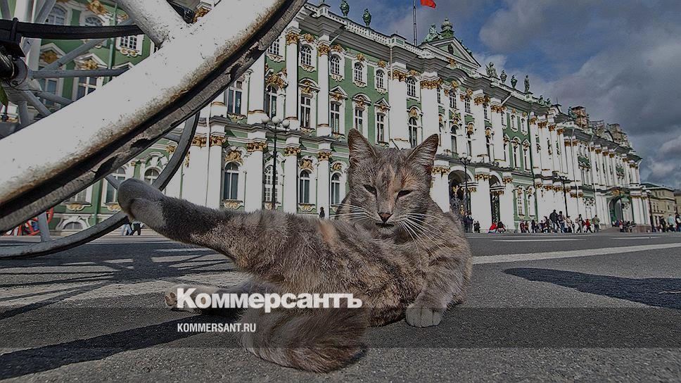 Эрмитажные Коты Фото