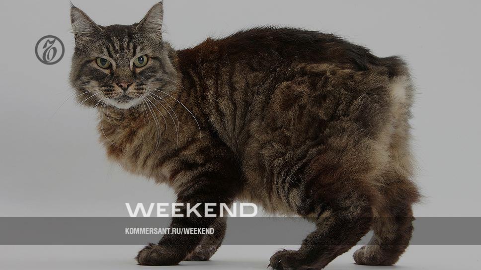 Кошки и человек: взаимодействие