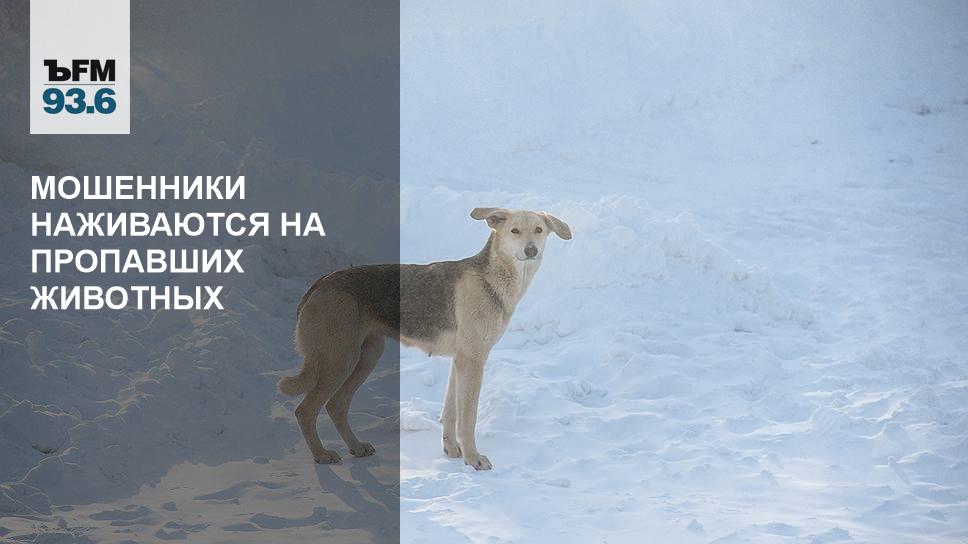 Как помочь вернуть пропавших кошек и собак в семью