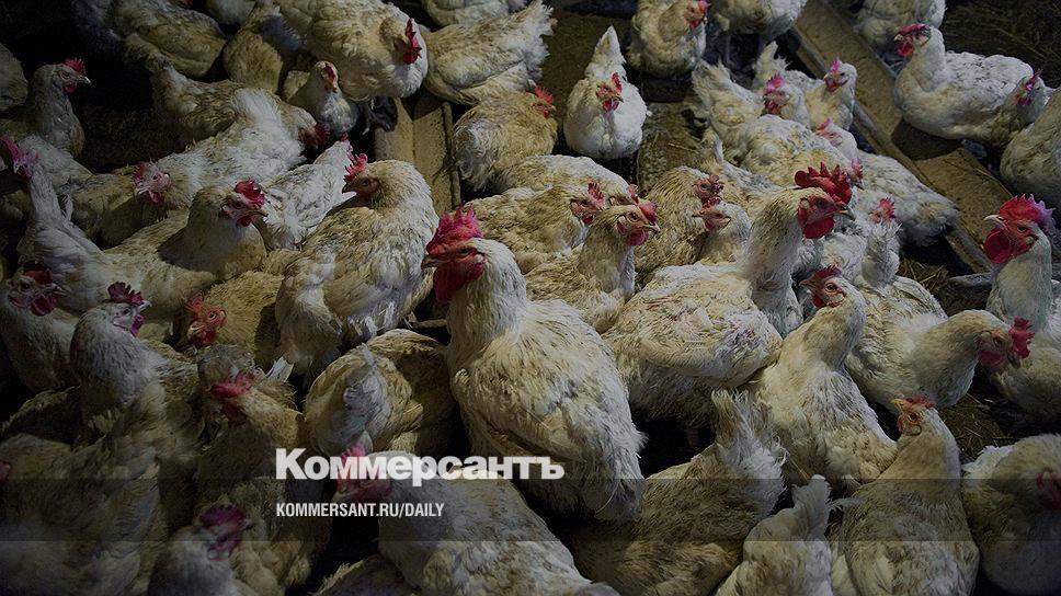 Год Бройлер На Ютубе Новое