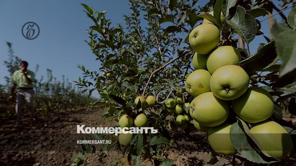 Pépinière à Krome pour les fruits d'arbres