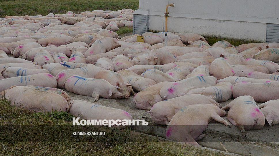 Мираторг курск черницыно. Мираторг Курская область бойня. Курский санветутильзавод. Мираторг Курск Октябрьский район Черницыно.