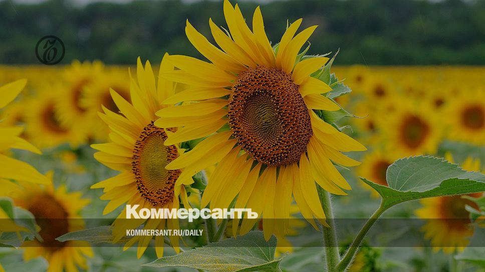 растительные протеины подсолнечника картинка порошка. завод юг руси ростов. закупщики подсолнечника. пшеница на юг руси. юг руси ростов на дону подсолнечник.