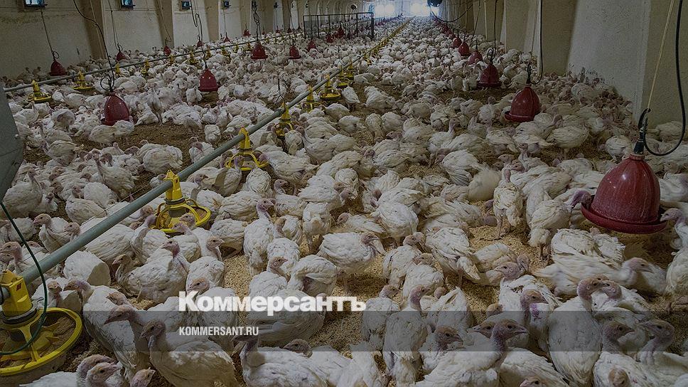 Белая Птица Белгород Магазины
