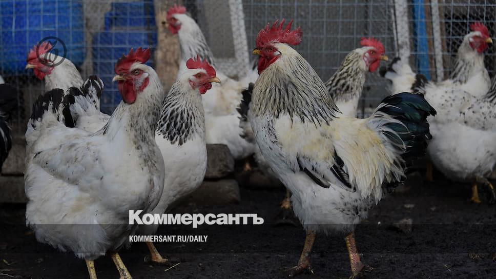 Саня бройлер киев