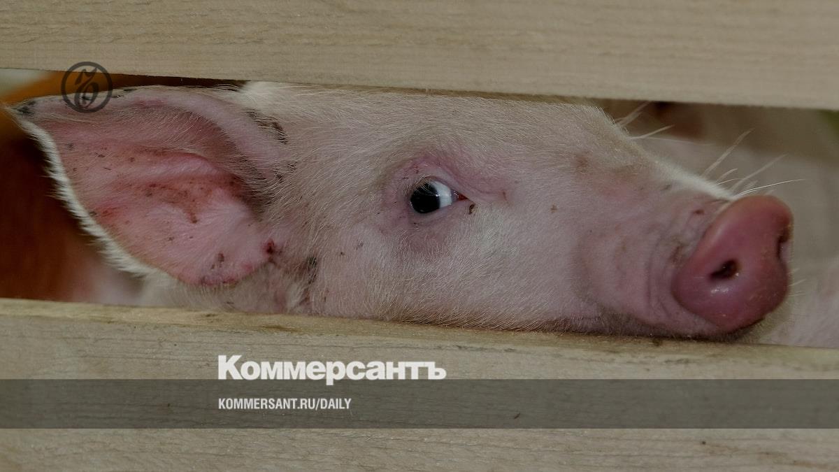 «Митпром» идет свиньей на Китай – Коммерсантъ Новосибирск