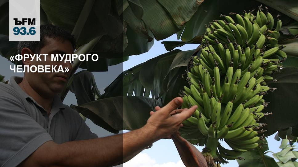 «Фрукт Мудрого Человека» – Коммерсантъ Fm – Коммерсантъ