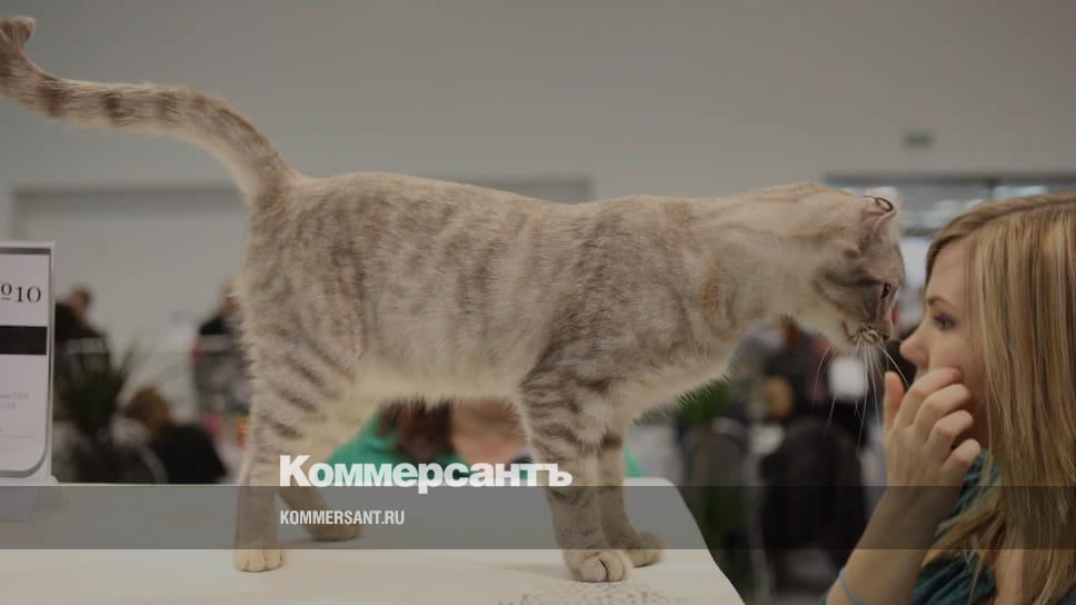 Котам и кошкам из России запретили участвовать в международных ...