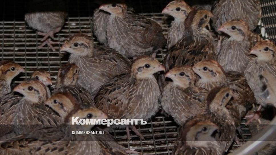 «Угличская птицефабрика» вывела новую породу перепелов – Коммерсантъ ...