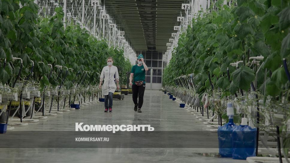 Слим застрахуй машину