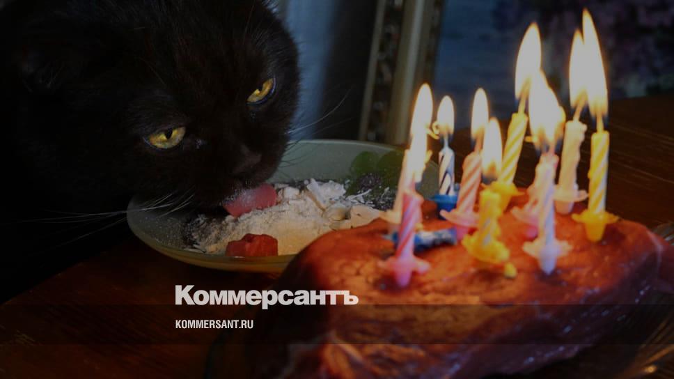 Ветеринар из Ульяновской области обеспечила импортозамещение для кошек ...