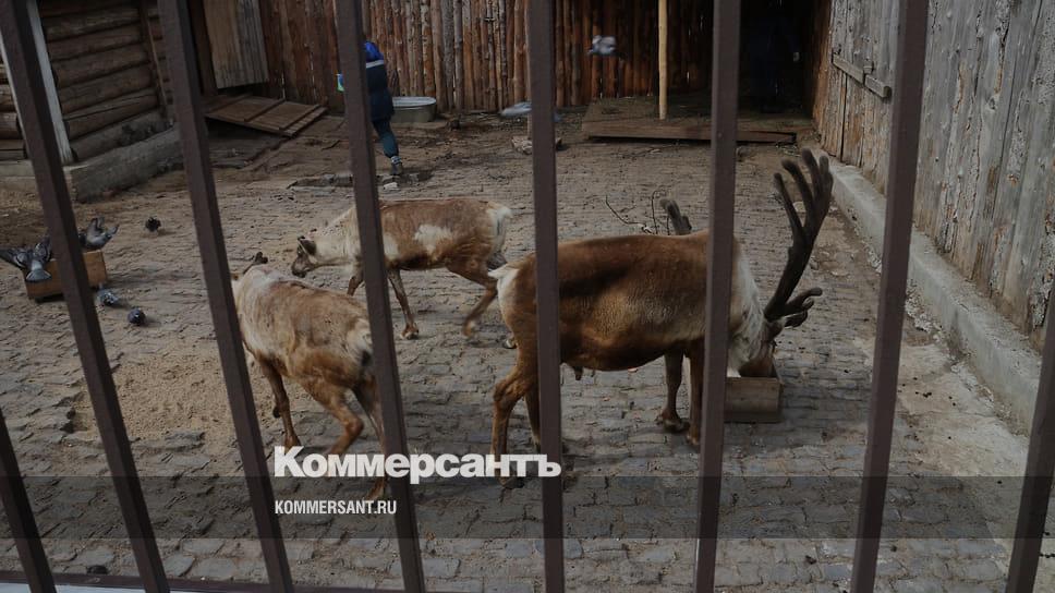 Зоопарк Перми может быть передан в краевую собственность – Коммерсантъ ...