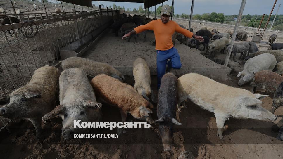 The government is asked to manage the cattle - Newspaper Kommersant No. 218 (7419) dated 11/24/2022