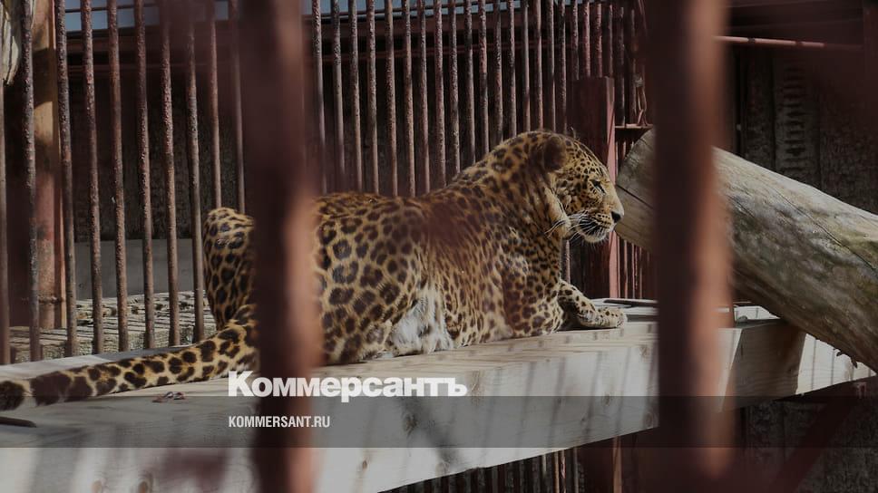 Перевозить животных в новый зоопарк начнут в 2023 году – Коммерсантъ Пермь