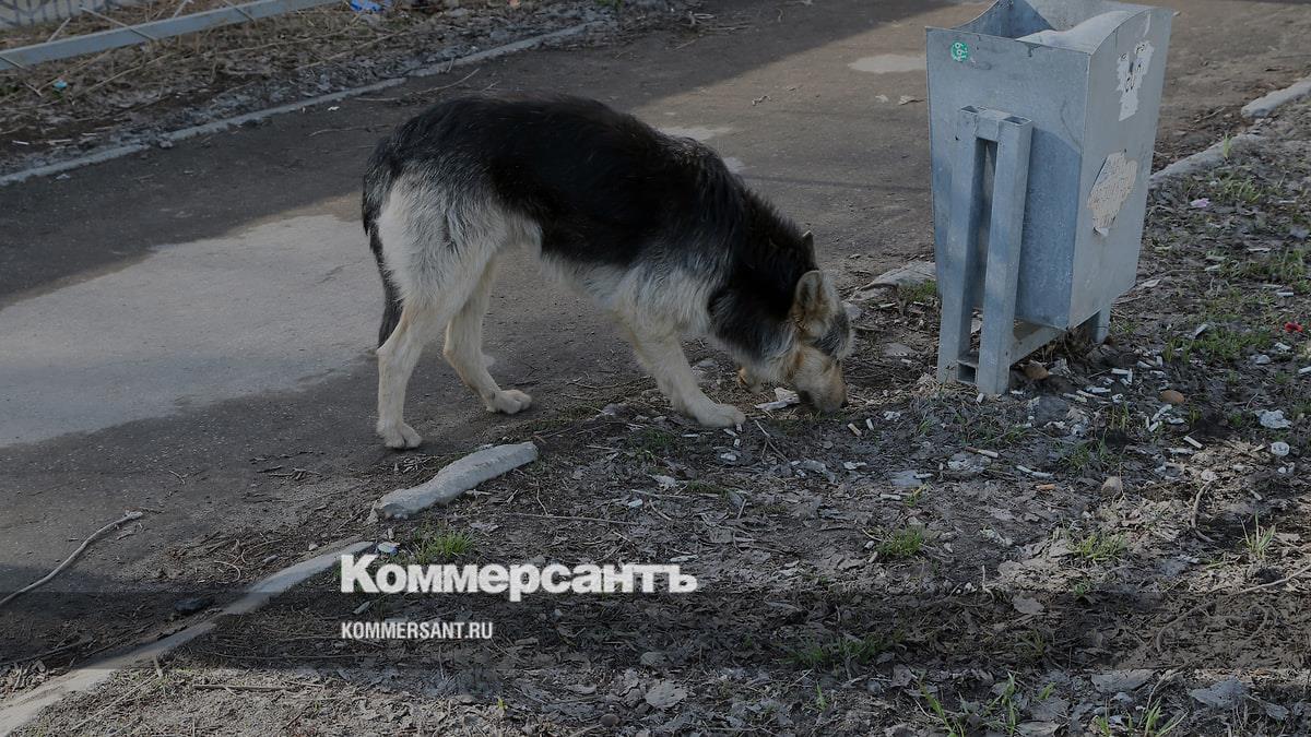 Бездомные собаки проект