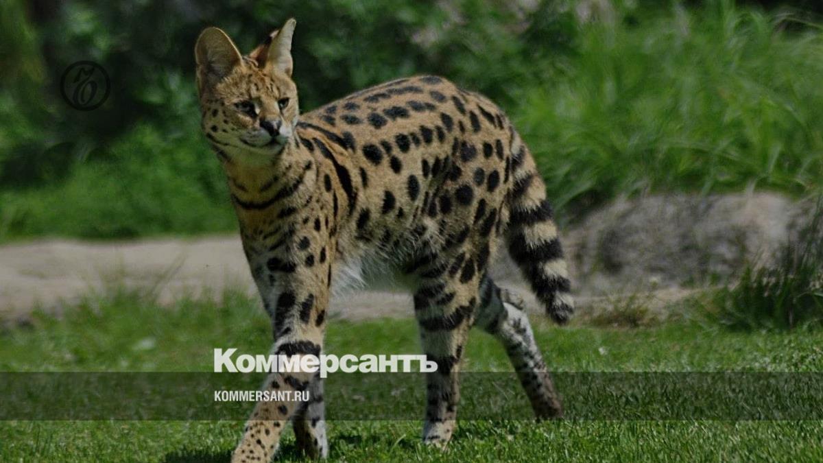 У жительницы Ростовской области в Краснодаре изъяты краснокнижные кошки –  Коммерсантъ Краснодар
