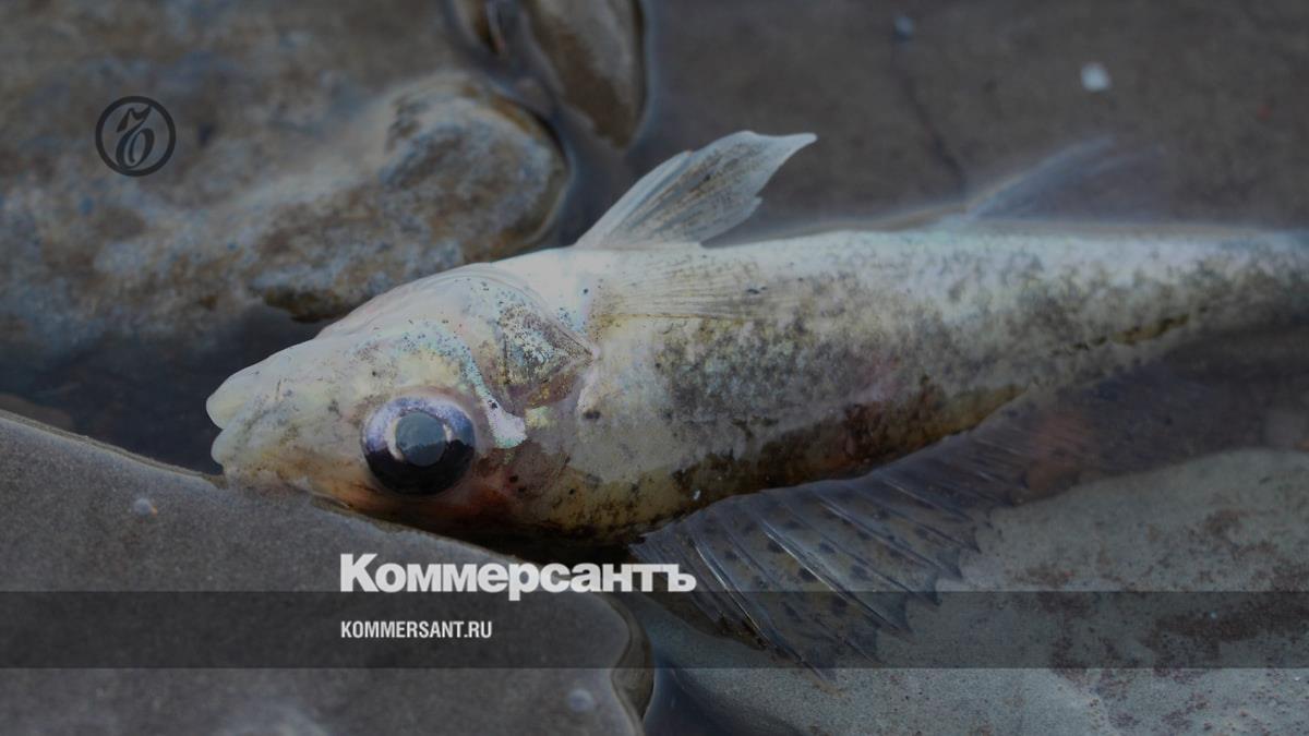 Интересная информация о рыбалке в Урале: новости, советы, рекомендации
