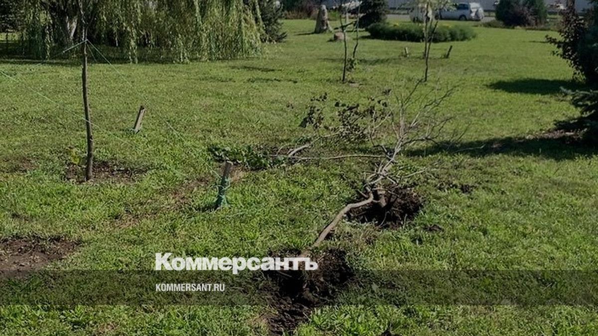В Ростове ищут водителя, уничтожившего девять кустов и деревьев на ...