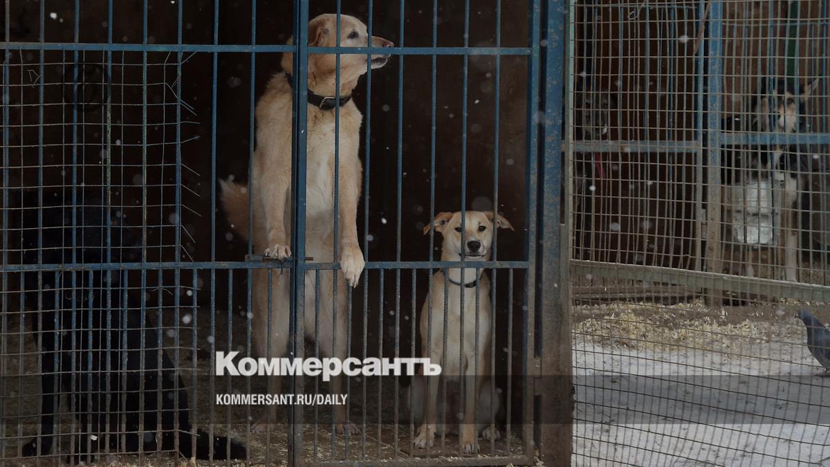 Собак приговорят к высшей мере – Коммерсантъ Саратов