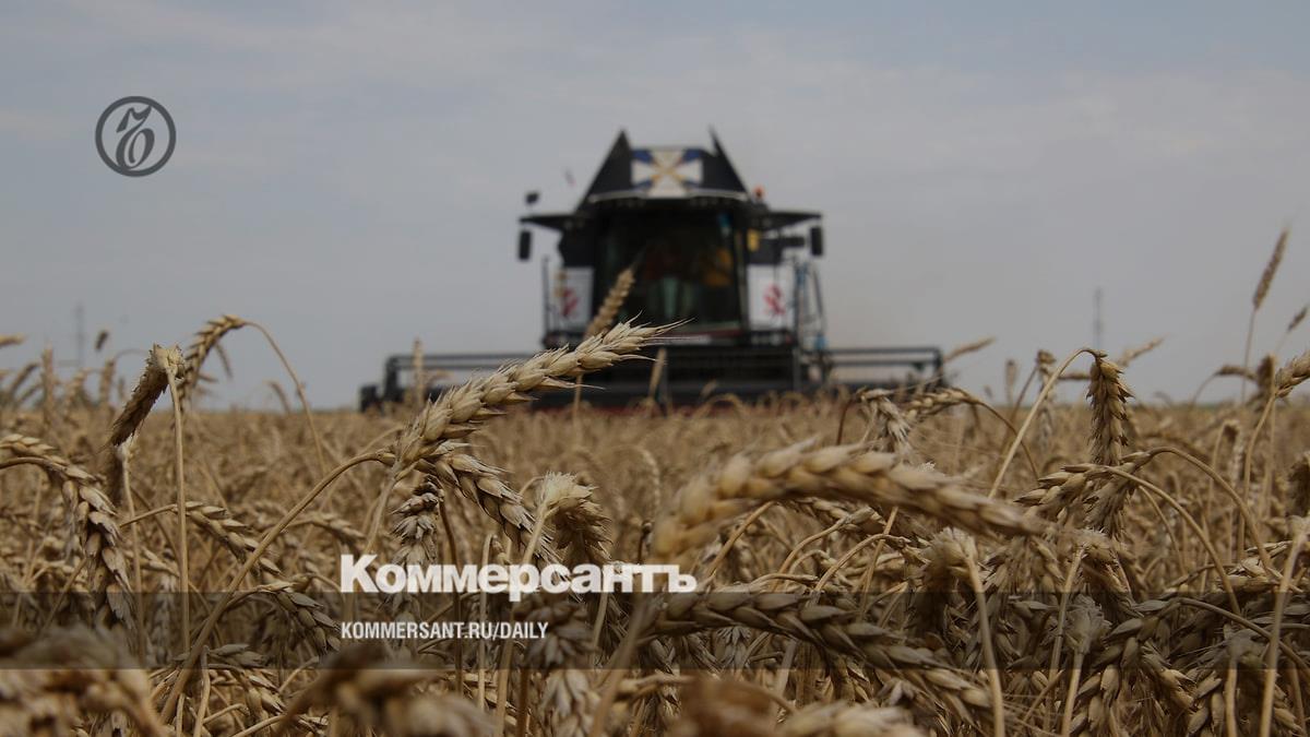Wheat prices on the Russian market are falling sharply