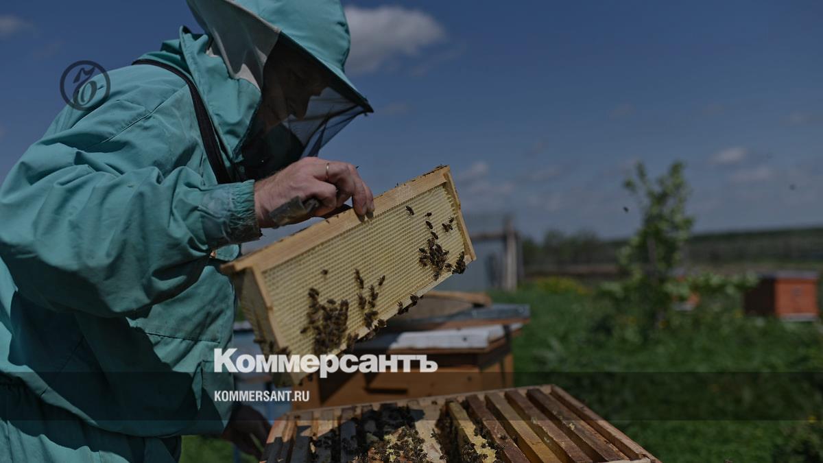 They are looking for authority over the “Tatar bee” - Kommersant Kazan